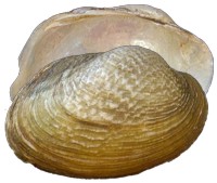 mussel pic