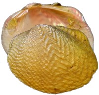 mussel pic