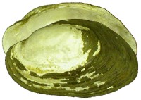 mussel pic