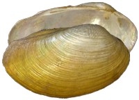 mussel pic