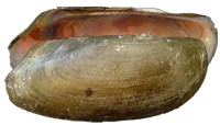 mussel pic