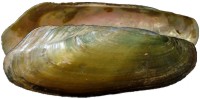 mussel pic