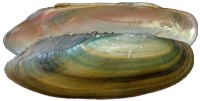 mussel pic