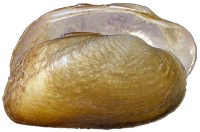 mussel pic
