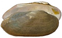 mussel pic