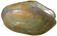 mussel pic