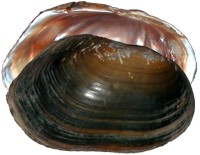 mussel pic