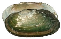 mussel pic