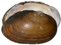 mussel pic