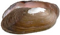 mussel pic