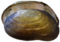 mussel pic