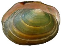 mussel pic