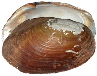 mussel pic