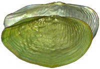 mussel pic