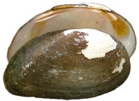 mussel pic