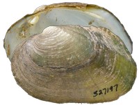 mussel pic
