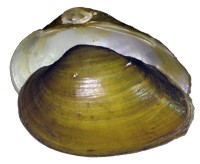 mussel pic