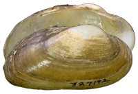mussel pic